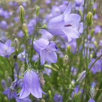 Campanula rotundifolia flower